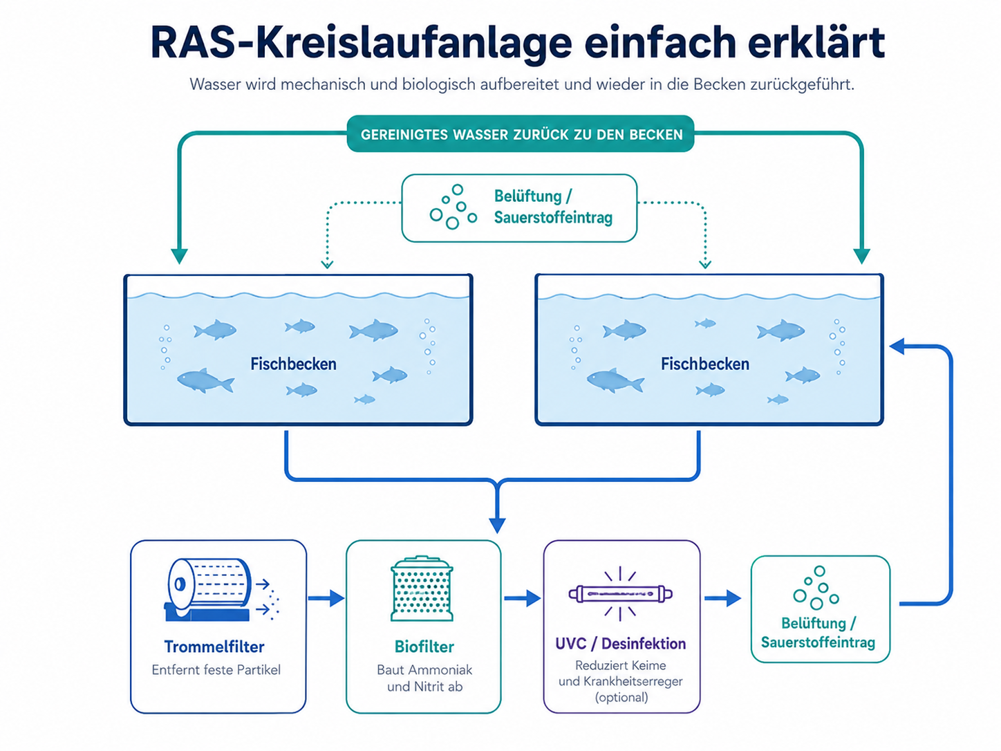 Kreislaufanlage (RAS) einfach erklärt